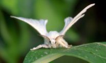 The silkworm moth never flies because its body is too heavy.