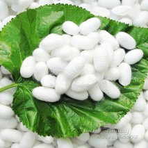 It takes 2,000 to 3,000 cocoons to make a pound of silk