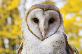 Barn Owls have sweetheart faces! Photo: Pittsburghzoo.com