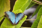 blue butterfly on leaf