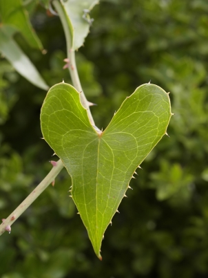 Hearts can be found everywhere in nature. Photo: wikimedia