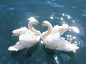 Among the swan's many symbols are fidelity, love, companionship and loyalty. Photo: Wikimedia