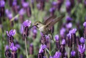 Hummingbirds love the color lavender as much as we do! Photo: Olesya Grichina