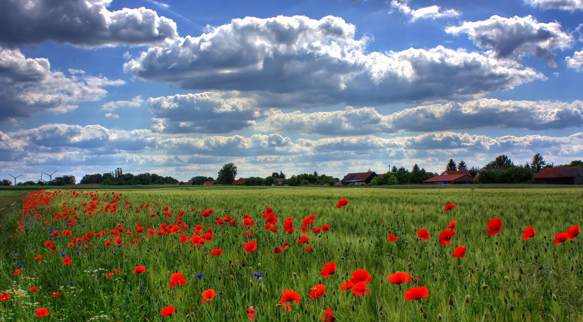 red flower fields during daytime